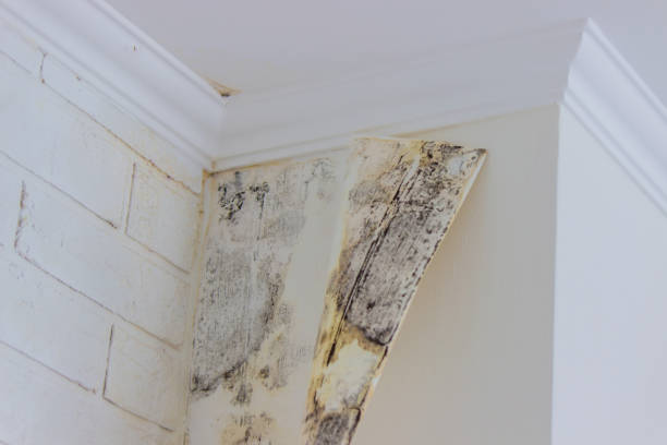 Best Mold Prevention Services  in Wright, FL